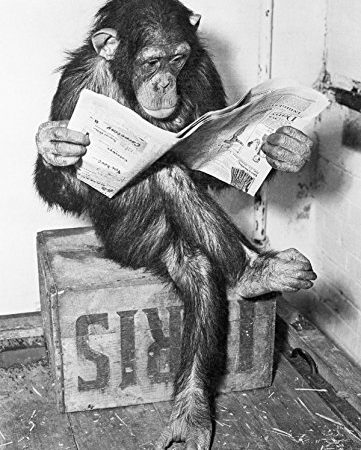 Close Up® Poster - Schimpanse liest Zeitung | Chimpanzee Reading Newspaper - Schwarz- Weiß (91,5 x 61cm)