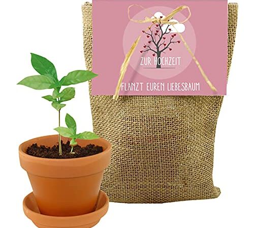 Pflanzset Baum Set - Geschenk/Geschenkidee Brautpaar - Hochzeit - Robinie