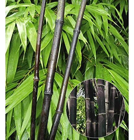 BALDUR Garten Schwarzer Bambus 'Black Pearl', 1 Pflanze, Fargesia nitida Blackpearl, winterhart, pflegeleicht, immergrün, schwarzer Bambus, Zierstrauch-Rarität