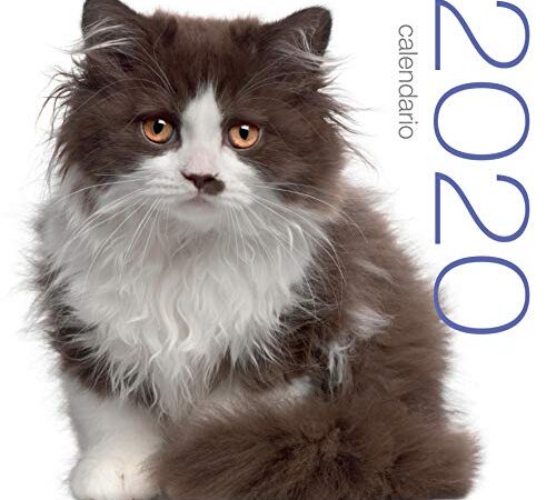 Katzen. Wandkalender 2020