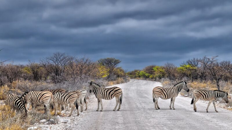 Namibia – wilde Tiere und ergreifende Landschaften